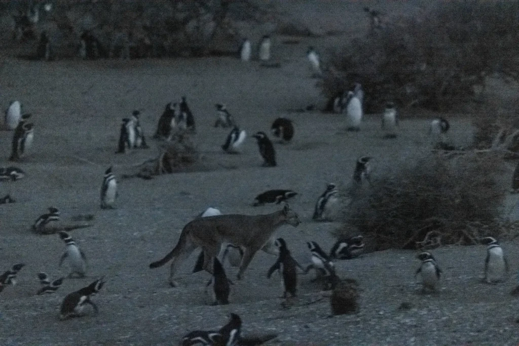 image 16HS PUMAS 02 tjgk superJumbo