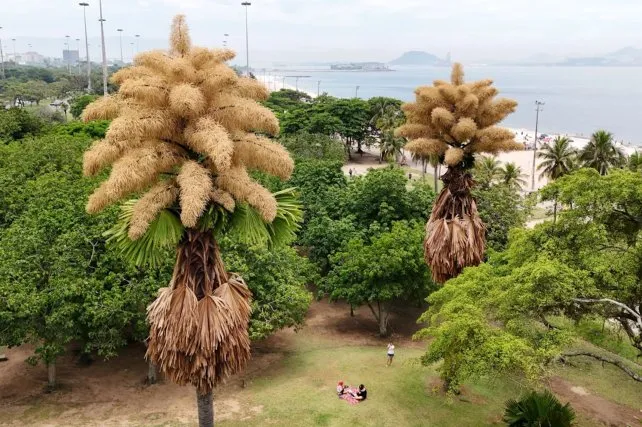 Un espectáculo natural único en Río: palmeras plantadas en 1960 florecen por primera y última vez image 2025 12 03 palmeras aterro flamengo