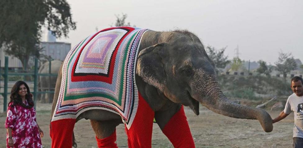 Elefantes con suéter: la increíble iniciativa para protegerlos del frío en la India image 5fa3c39fb884c 1
