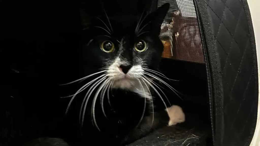 image 6947d815c102a0 82388159