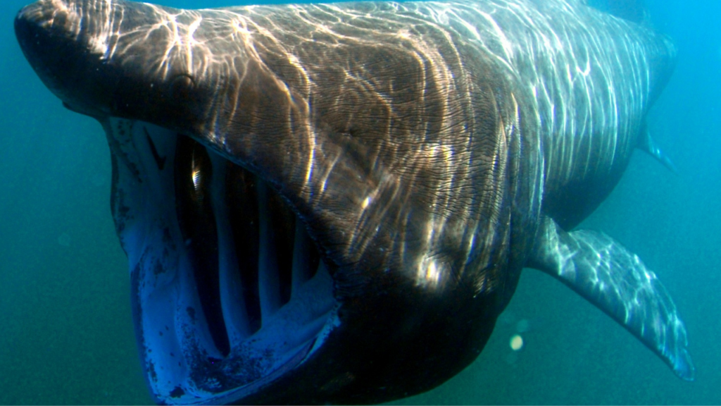 El rastreador que delató un brutal canibalismo entre tiburones image Diseno sin titulo 27 1