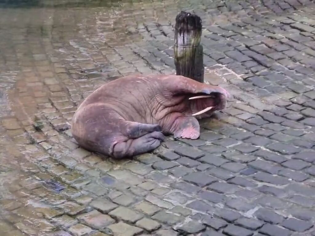 image FXCYCAMIFJEWZFYGICHZIZP4GE 2