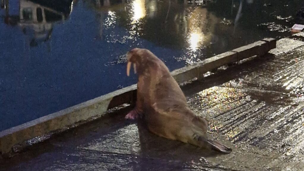 image G4MDJTBLSZCKVPRSDOQ2HIFQNQ 1