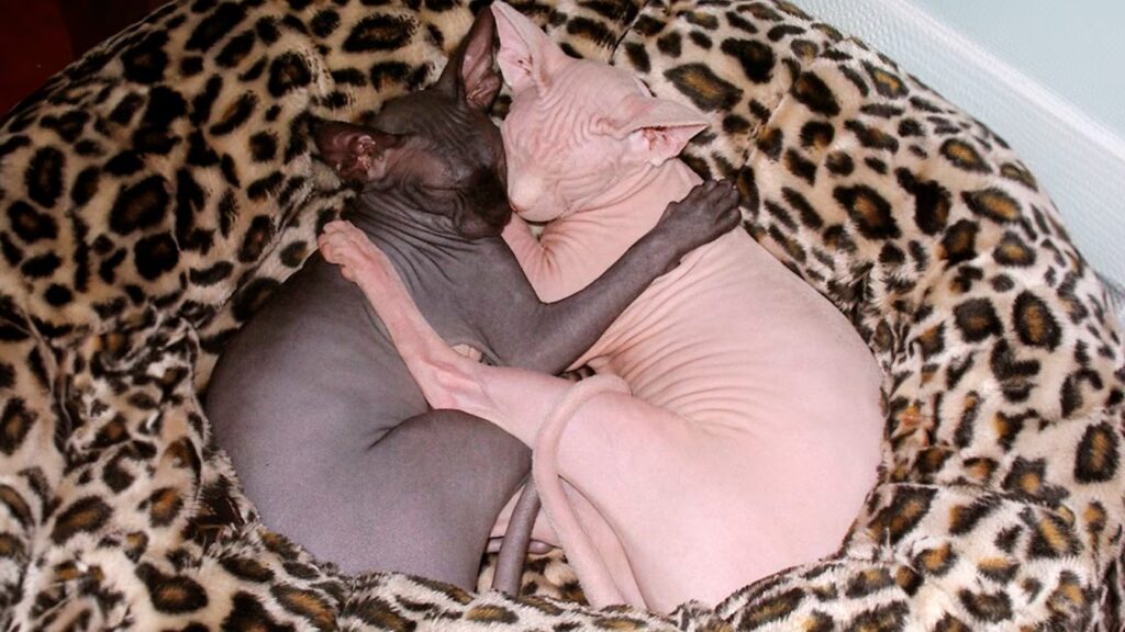 Holanda toma una decisión histórica y prohíbe dos de las razas de gatos más populares desde 2026 image GSF4GMCDQNE43BPTWB265WRXT4 1