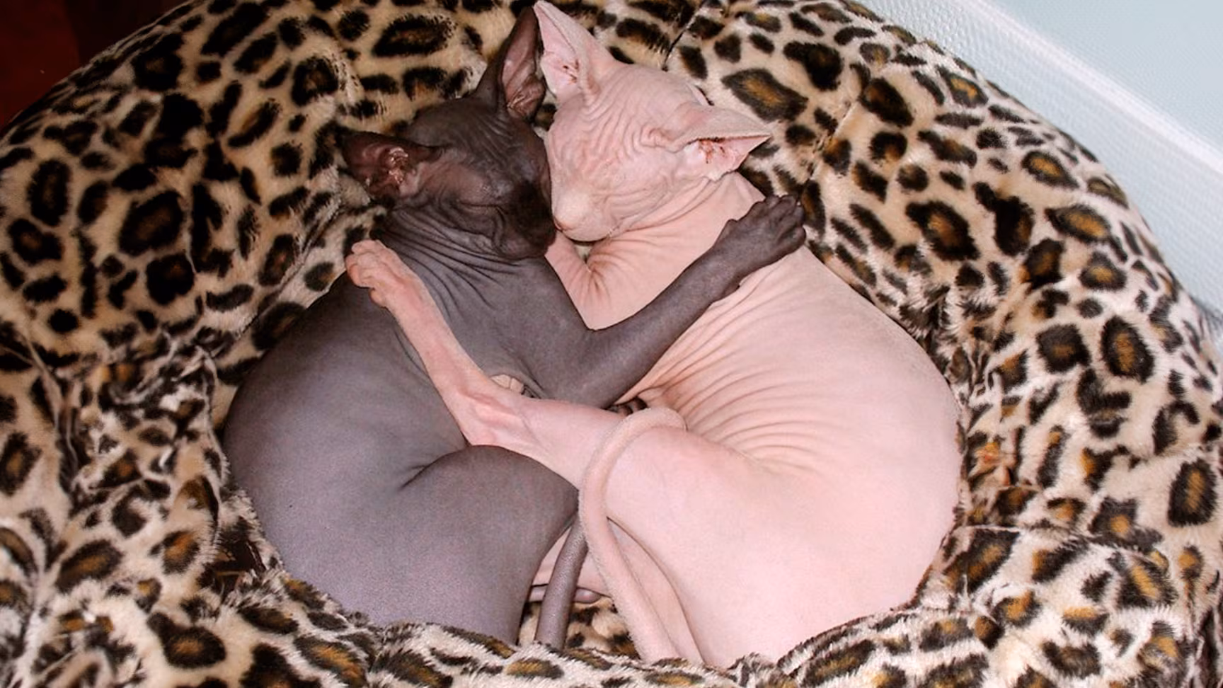 GSF4GMCDQNE43BPTWB265WRXT4 GSF4GMCDQNE43BPTWB265WRXT4