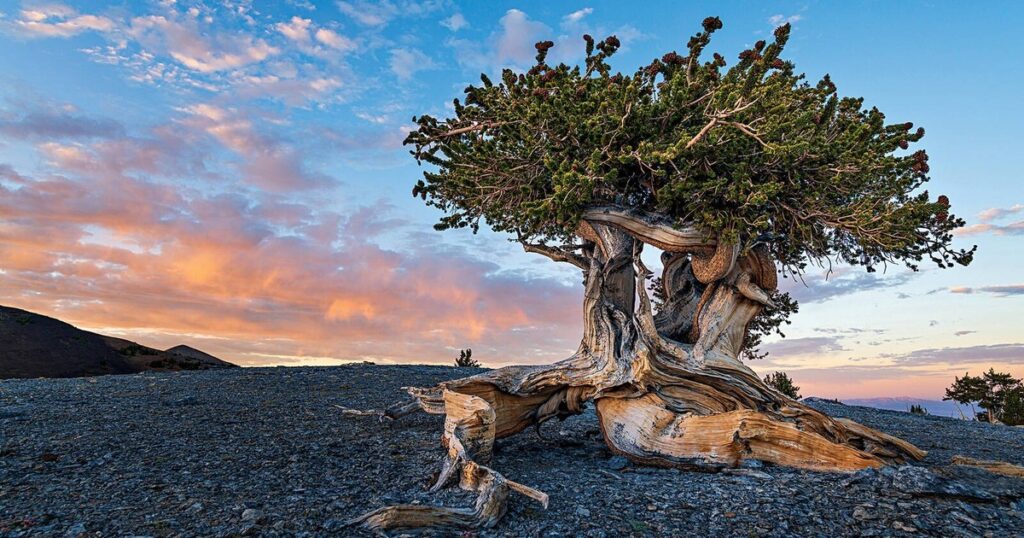 image J2D gcVsT 1200x630 1 1