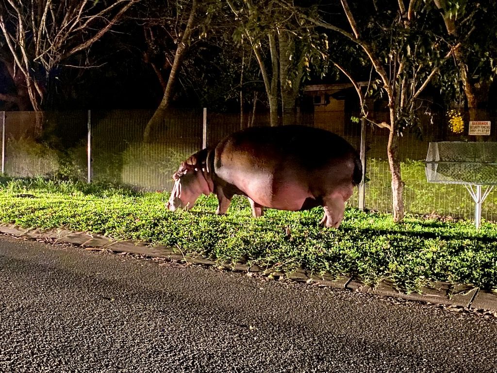 Santa-Lucia-hipopotamos-noche-2