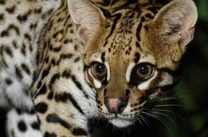 image Screenshot 113