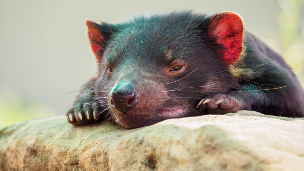 Los demonios de Tasmania vuelven a nacer en Australia tras 3.000 años de ausencia image TUZYLUKVR5HALOXLPRZGQPXGNY
