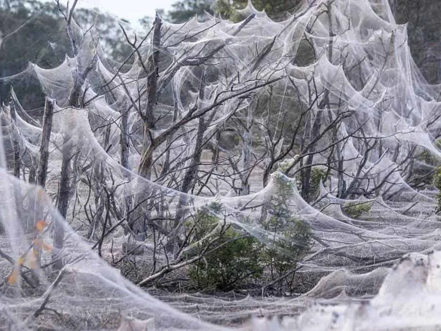 Invasión de arañas en Australia: un fenómeno natural convierte el paisaje en un manto blanco image Telaranas en Australia
