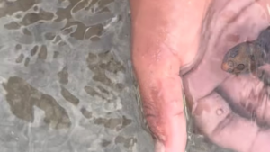 acciones para salvar el Amazonas 5 pequeñas acciones que puedes hacer desde tu casa para salvar el Amazonas image acciones para salvar el Amazonas Turista britanico sobrevive tras tomar foto en peligrosa playa intriper