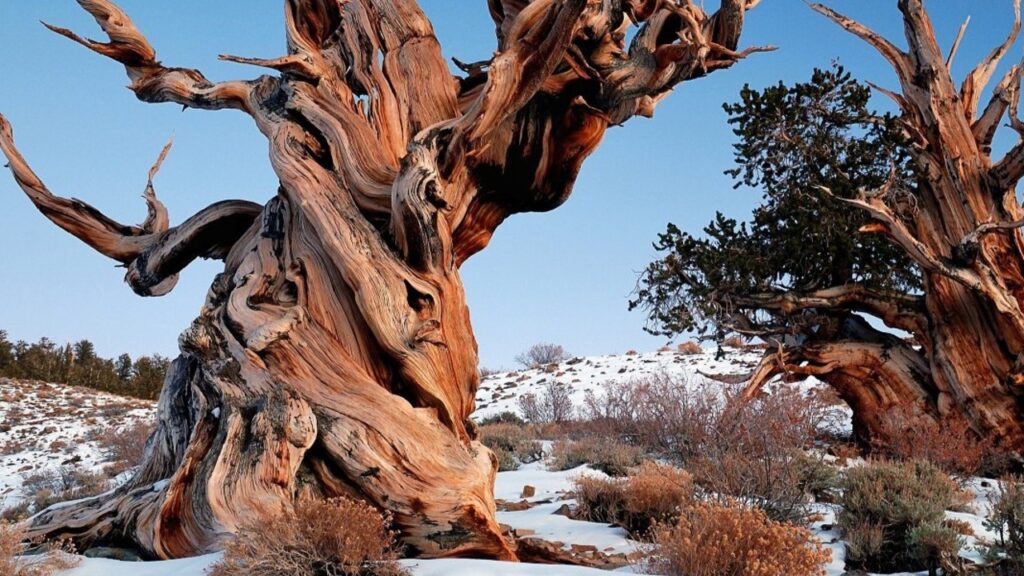 image arbol que vivio 5000 anos fue talado error humano 69