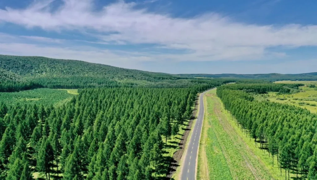 China lo hizo posible: convirtió un desierto en el bosque artificial más grande del planeta image bosque 2 1 1