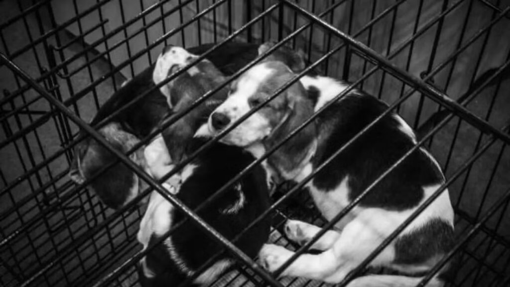 CDMX prohíbe exhibir perros y gatos en vitrinas o jaulas image cdmx prohibe exhibir perros y gatos en jaulas o vitrinas para proteger su bienestar