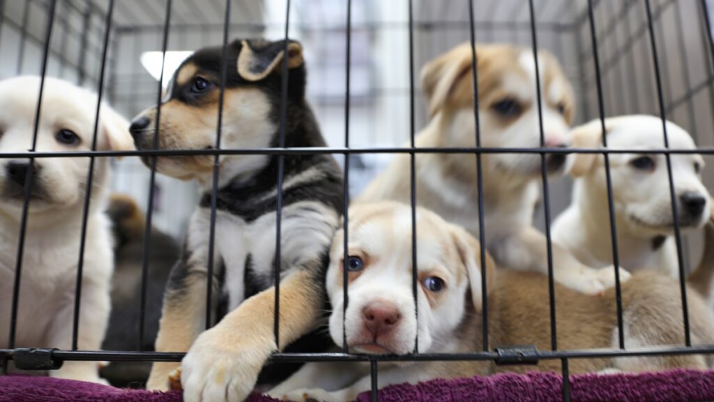 CDMX prohíbe exhibir perros y gatos en vitrinas o jaulas image congreso cdmx aprueba prohibir exhibicion animales en vitrinas 102336 1024x576 2