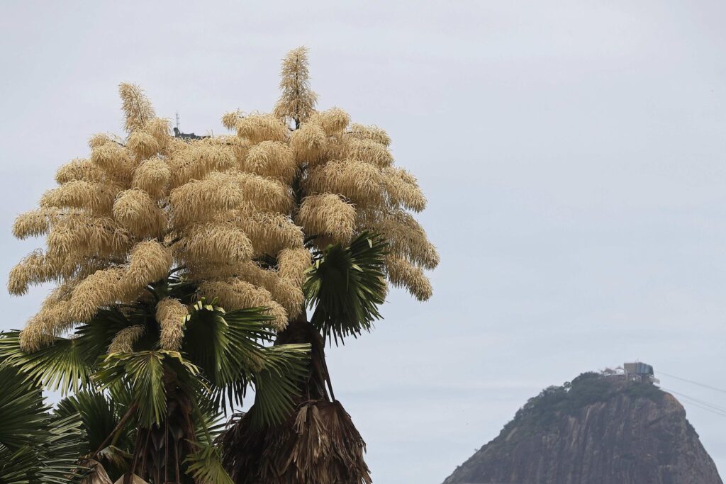 Un espectáculo natural único en Río: palmeras plantadas en 1960 florecen por primera y última vez image d9007fe8ff7c0d861897c3f1c8c51e4b 1