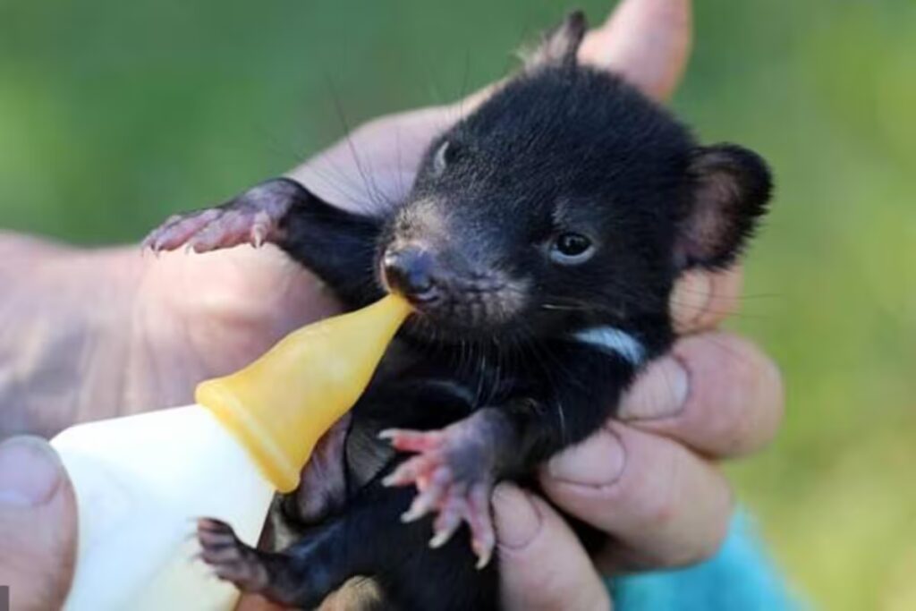 Los demonios de Tasmania vuelven a nacer en Australia tras 3.000 años de ausencia image demoni 7RDP5W3GERBITB2AFPMWQEXNXA 1