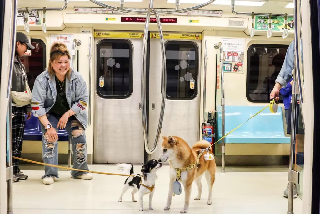 image el traslado de mascotas en micros y trenes exige VBGNMWVW2VHHVE6IUWLH6IKGMU 1