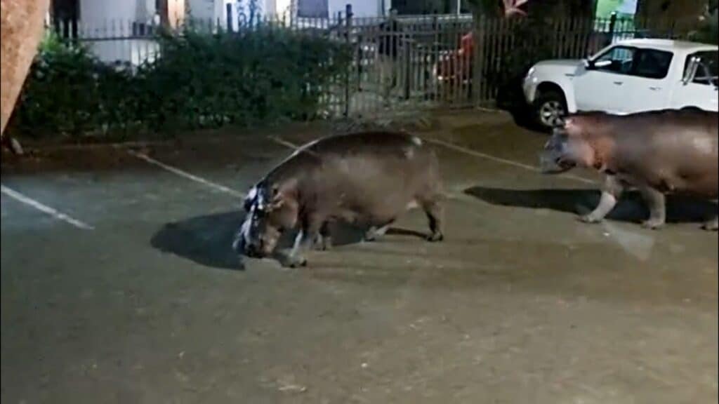 image hippos vert 00 00 26 14 still002