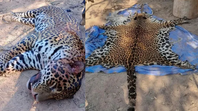 Caza ilegal en Formosa: el caso del yaguareté que llega a juicio image image 12