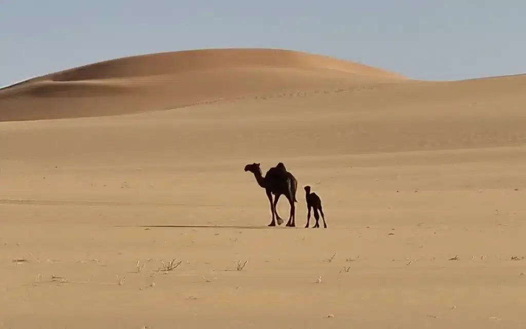 Los científicos no salen de su asombro: descubrieron que el desierto Arábigo albergó un lago de 42 metros de profundidad image kk 1