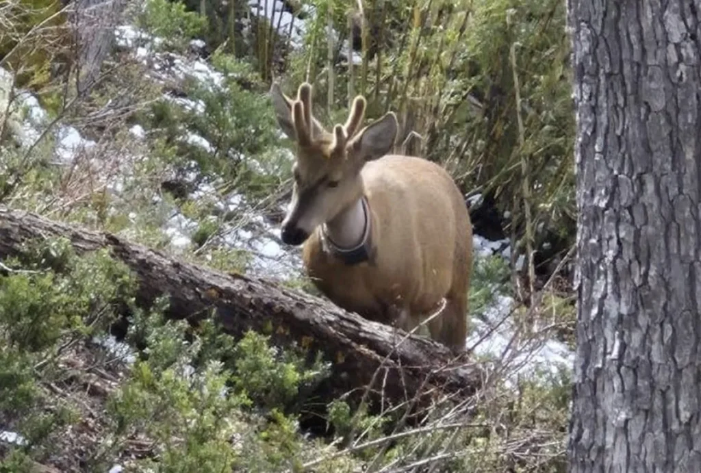 El huemul que cruzó la cordillera y ahora sorprende al caminar por las calles de la Patagonia image lg 2