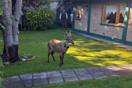 El huemul que cruzó la cordillera y ahora sorprende al caminar por las calles de la Patagonia image los agentes de parques nacionales intentan DBVHRYOEGBDLRJWLLIDWHBDLWI