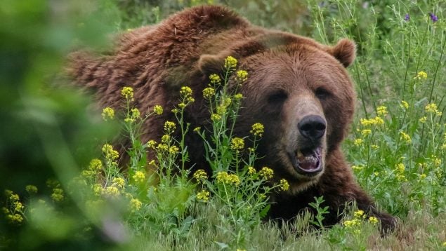 naturaleza-oso-635x358