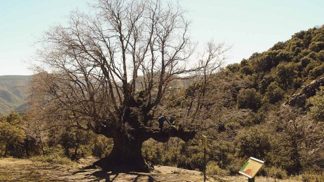 image quejigo del amo 635x358 1