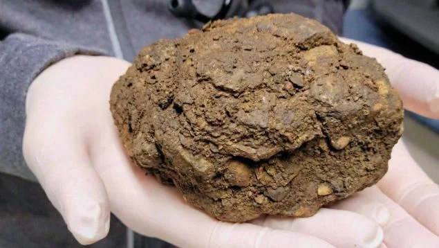 Conmoción absoluta entre los científicos tras desenterrar un huevo fósil de 68 millones de años en la Antártida image recreacion ficticia de un pedrusco embarrado 635x358 1