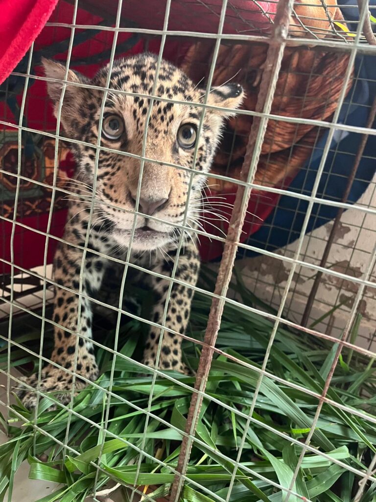 Yaguara, la jaguar que escapó del fuego y hará historia al volver a la selva en Bolivia image yaguara3