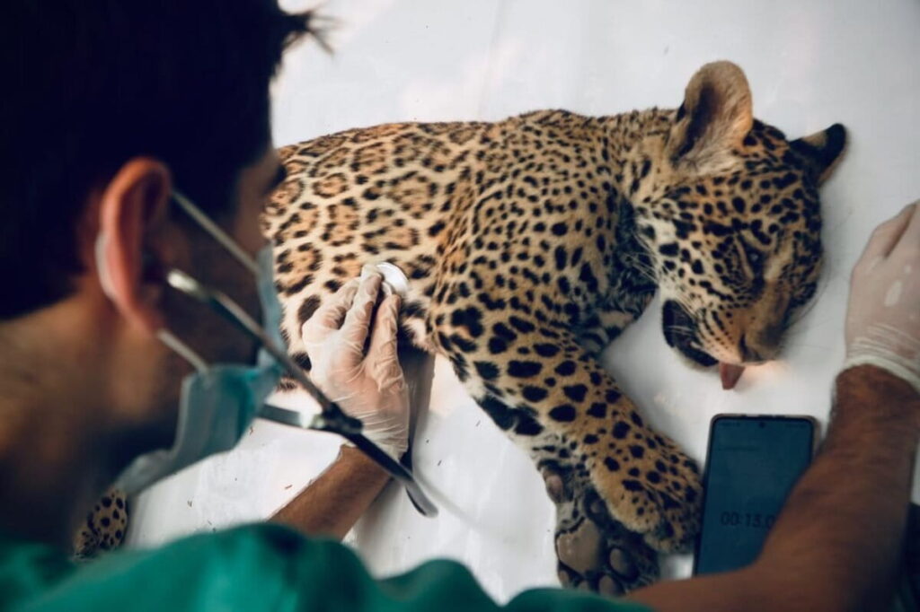 Yaguara, la jaguar que escapó del fuego y hará historia al volver a la selva en Bolivia image yaguara4 1200x799 2
