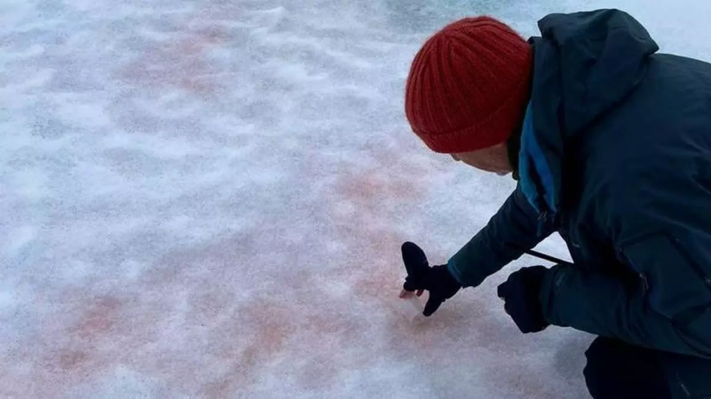 Descubren que las algas rojas y la “nieve rosa” aceleran el deshielo de la Antártida image 0000667621