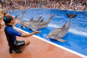 reforestar el amazonas Conoce cómo ser un comprador consciente y ayudar a reforestar el Amazonas image reforestar el amazonas 00944f4225ae6c0b223a3c5309187497