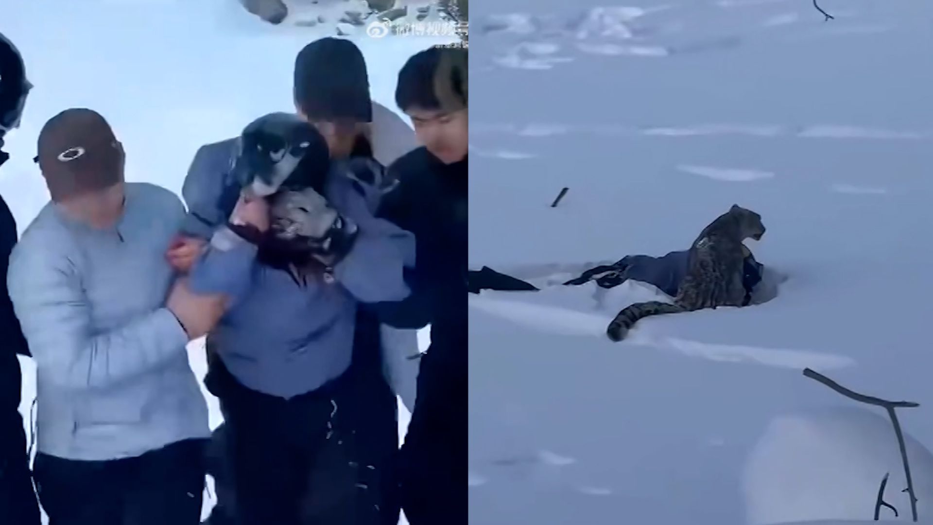 116648-snowleopardattacksskier-00-00-28-22-still001 116648-snowleopardattacksskier-00-00-28-22-still001