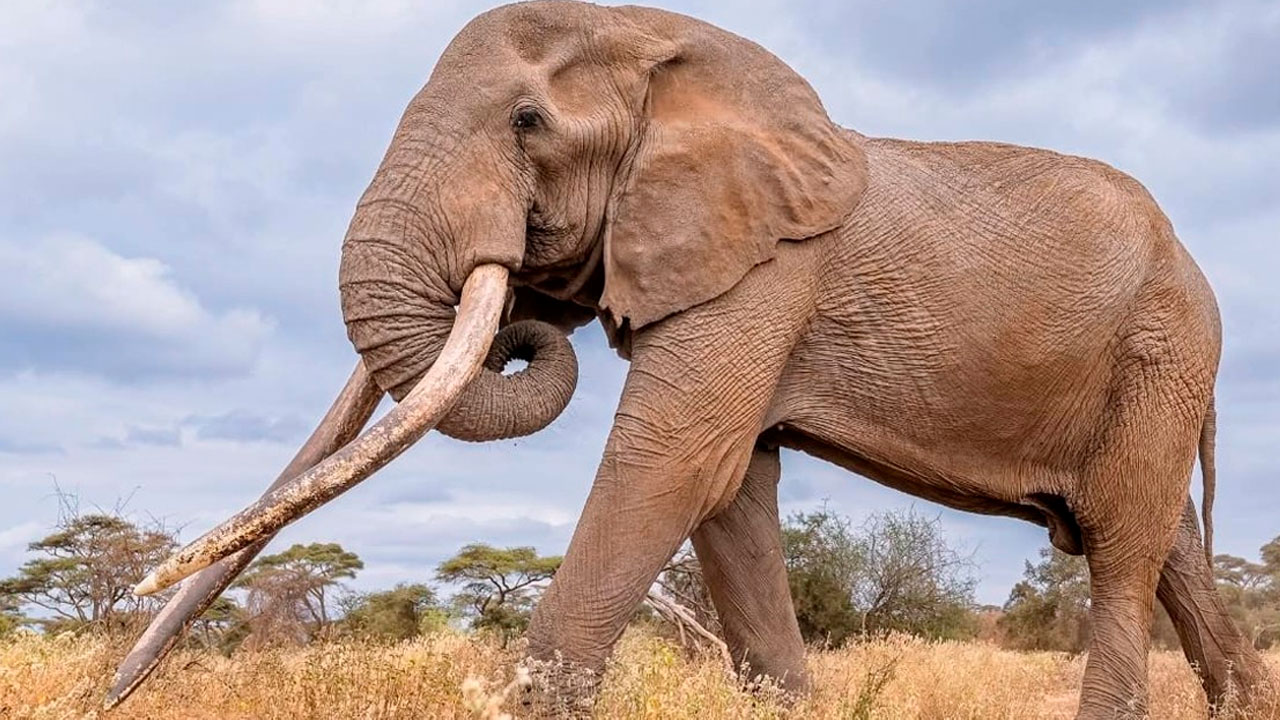 image 202551 TR D2 1