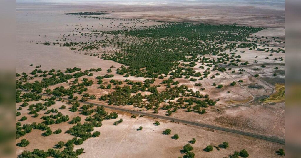 Qué es la Gran Muralla Verde del Sahara, el ambicioso proyecto africano que busca frenar el avance del desierto image 676034e228bf6d12942ca9e7