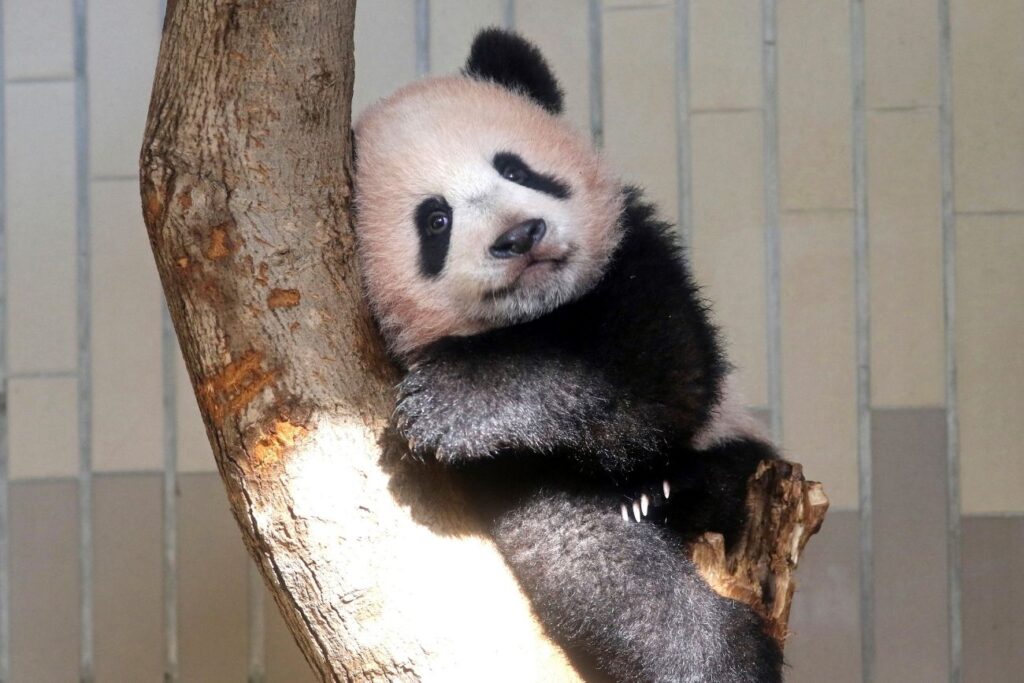 image BNIDO65LN5BWLHVEZEI4HK2P4I