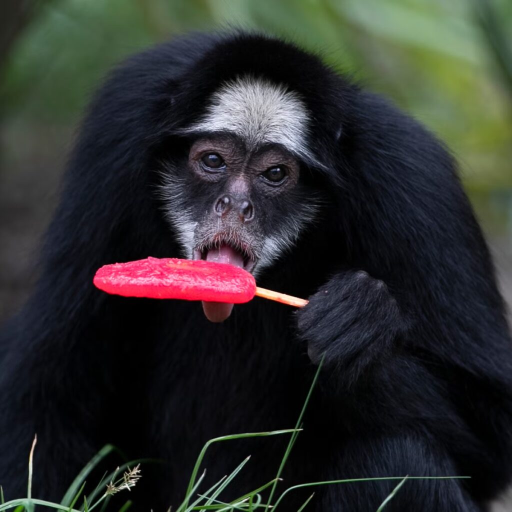 image BRASIL CALOR ZOOLOGICO 11867
