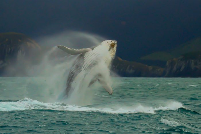 image Ballenas 2 700x467 1