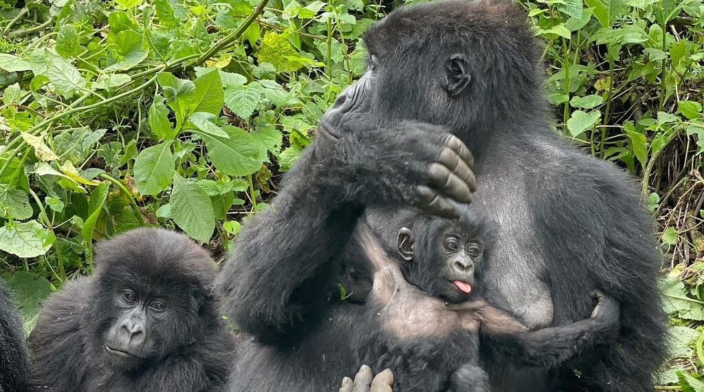 image G HVCckWQAAvv4G 1 1024x570 1