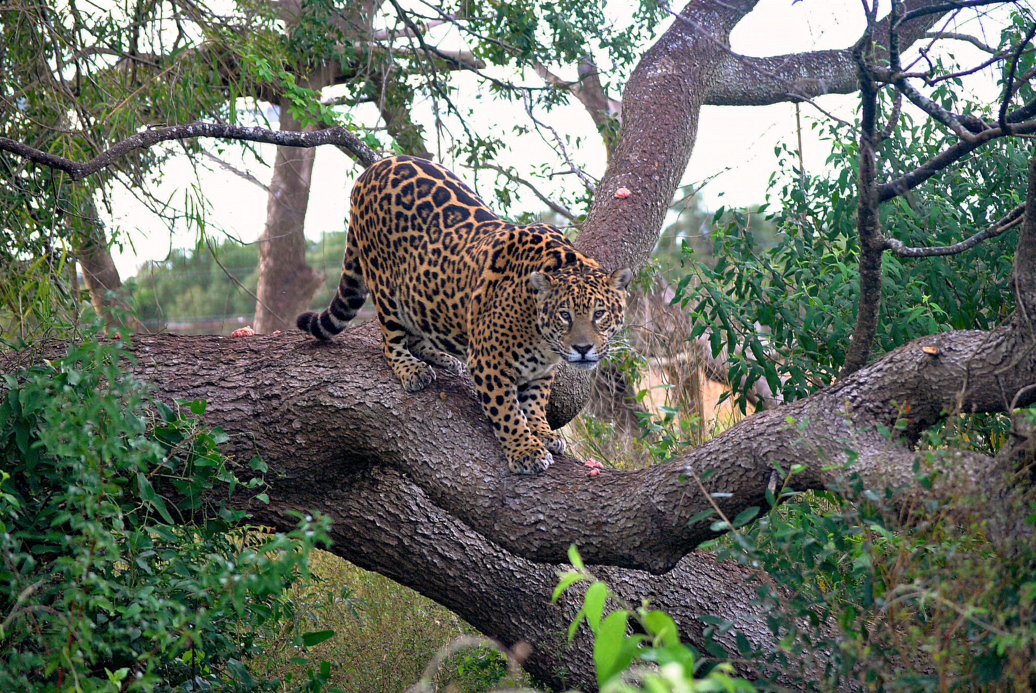 Fotografía sin fecha específica, cedida hoy por la Fundación Rewilding, que muestra a un yaguareté en Corrientes (Argentina). EFE/ Matías Rebak/Fundación Rewilding
