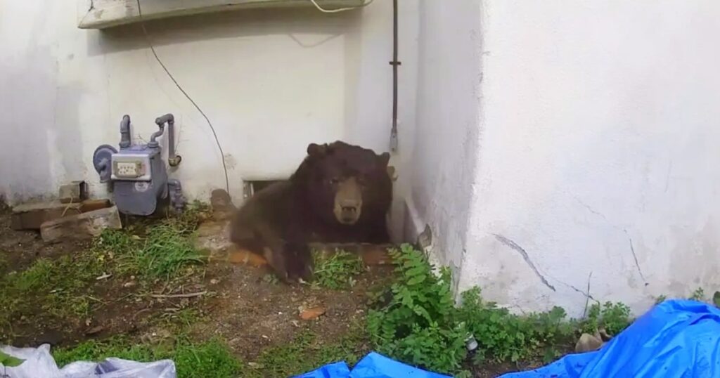 Un oso de 225 kilos vivió 37 días debajo de una casa y convirtió la vida de su dueño en una pesadilla image HqWfo47ct 1200x630 1 1