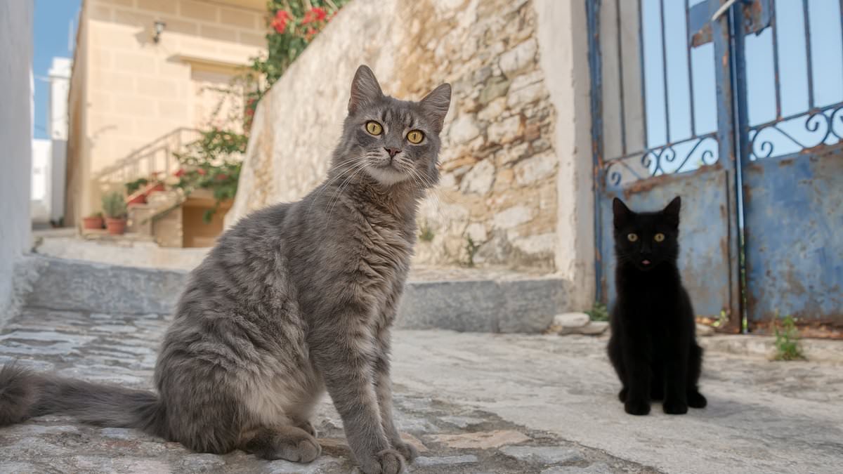 Isla-griega-ofrece-casa-gratis-a-quienes-cuiden-gatos-rescatados-intriper.jpg Isla-griega-ofrece-casa-gratis-a-quienes-cuiden-gatos-rescatados-intriper.jpg