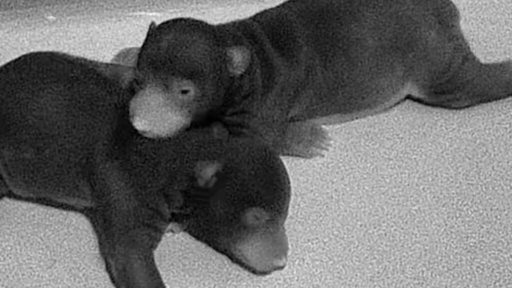 image ODUNHTGDXZGE5HGP4VBPIRIZA4 1