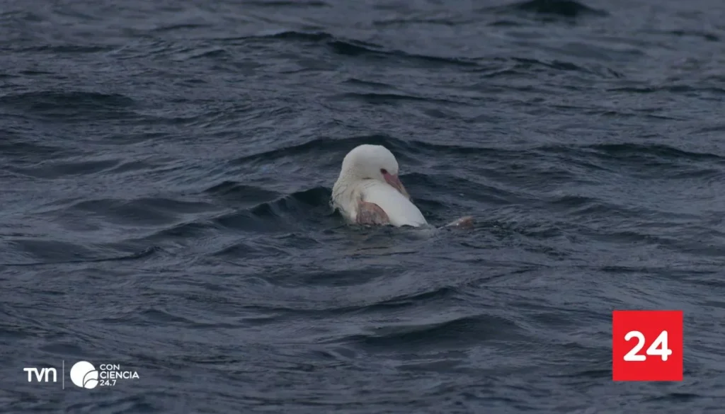image Pinguino Humbolt Albino