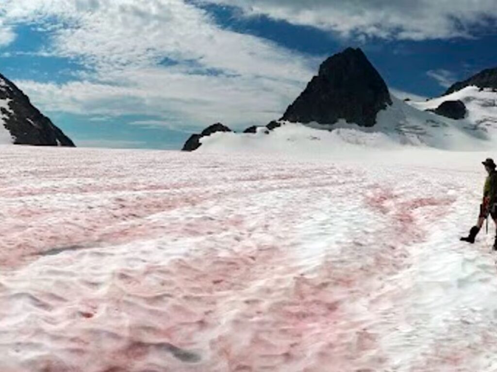 Descubren que las algas rojas y la “nieve rosa” aceleran el deshielo de la Antártida image RMRM3G2BMRB4FLUUA52OX6AMG4