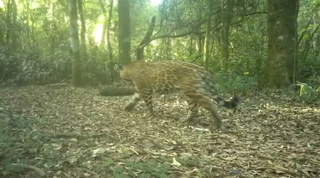 image Registraron dos nuevos cachorros de la yaguarete Janaina en el Parque Nacional Iguazu.jpg