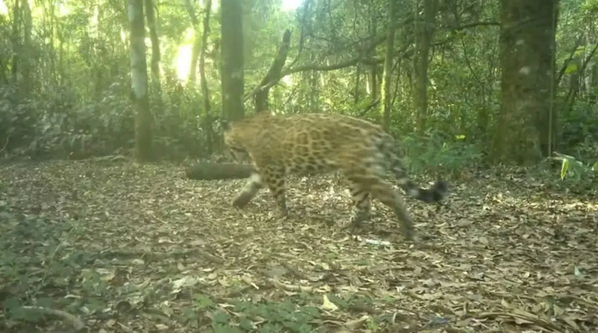 Registraron-dos-nuevos-cachorros-de-la-yaguarete-Janaina-en-el-Parque-Nacional-Iguazu.jpg