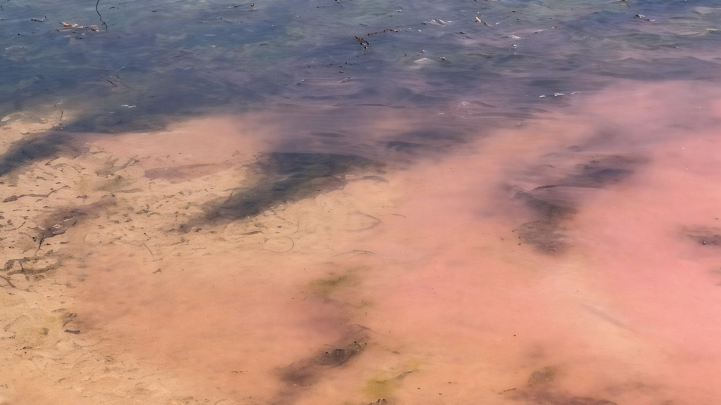 Una misteriosa baba rosada invade playas de Tasmania y enciende alertas por su impacto ambiental image TLDVCUTT7NFXZFKS752HODC3T4 1